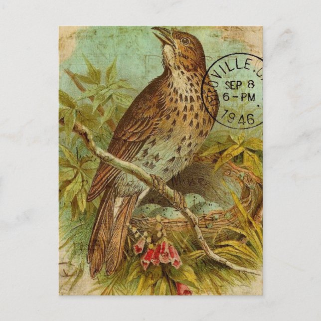 Postal Vintage Thrush (Anverso)