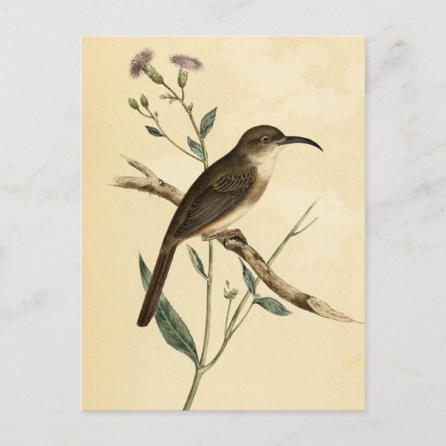 Postal Vintage Thrush Bird (Anverso)