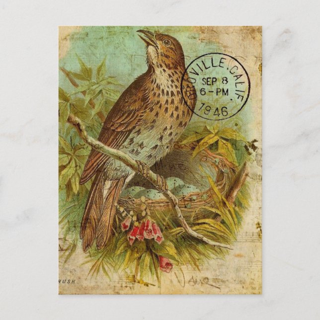 Postal Vintage Thrush Bird (Anverso)