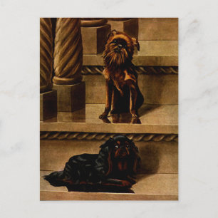 Postal Vintage Toy Dogs