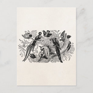 Postal Vintage Tropical Birds Parrots Cockatoos Cuckoo