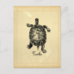 POSTAL VINTAGE TURTLE