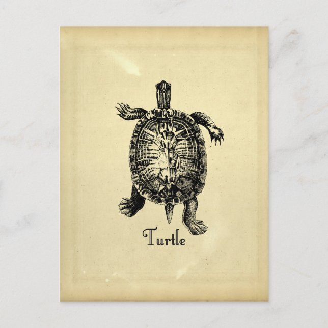 POSTAL VINTAGE TURTLE (Anverso)
