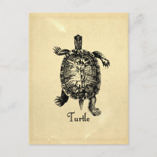 POSTAL VINTAGE TURTLE