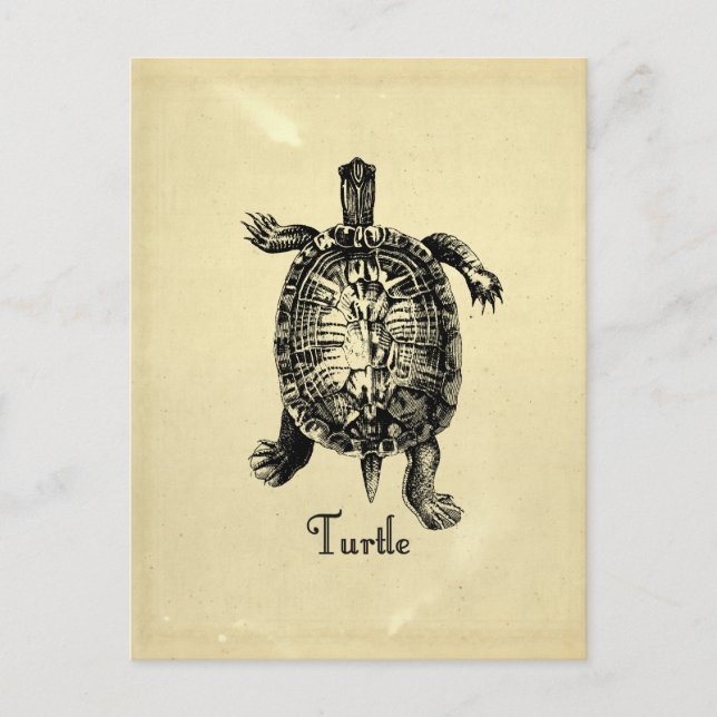 POSTAL VINTAGE TURTLE (Anverso)