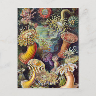 Postal Vintage Underwater Sea Anemones por Ernst Haeckel