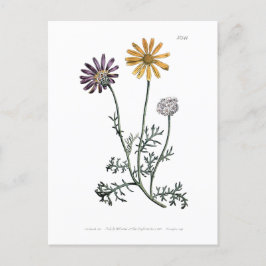 Postal Vintage Ursinia Anthemoides Solar Fire Botanical