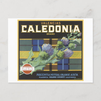 Postal Vintage Valencia Caledonia Naranjas Fruit Crate La