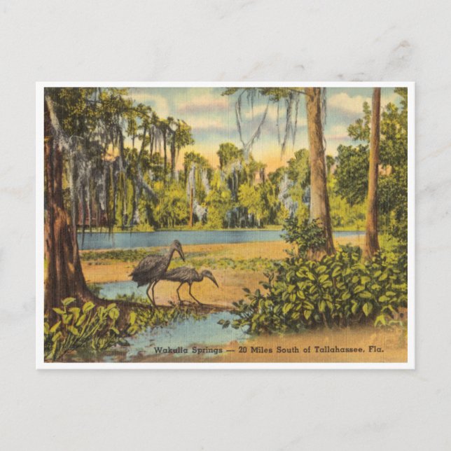 Postal Vintage Wakulla Springs Florida (Anverso)