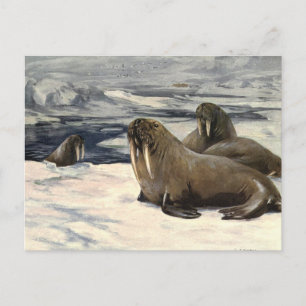 Postal Vintage Walruses in the Arctic Snow by CE Swan
