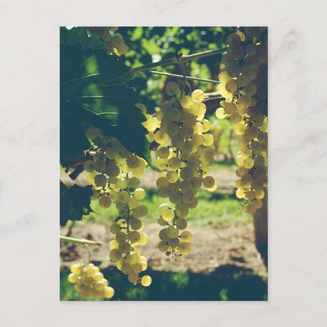 Postal Vintage Winery Grapes (Anverso)