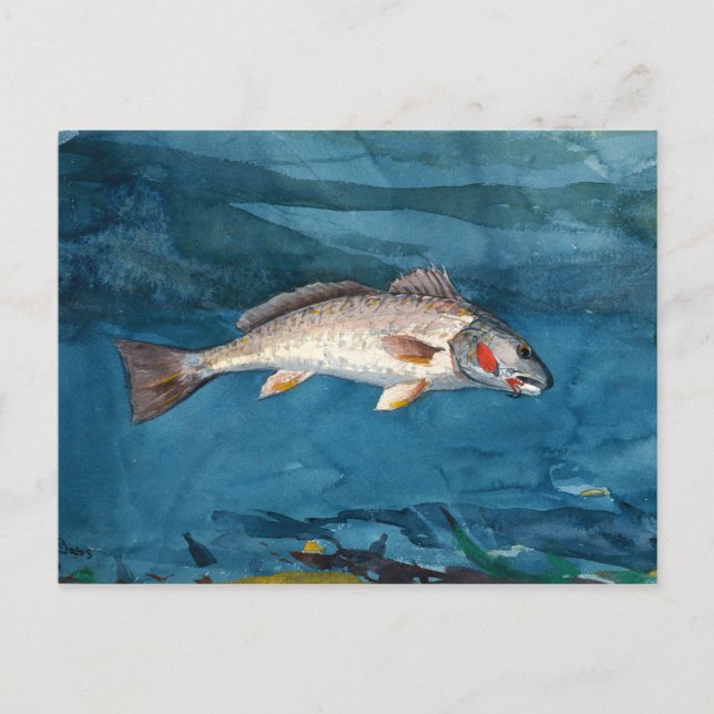 Postal Vintage Winslow Homer Channel Bass (Anverso)