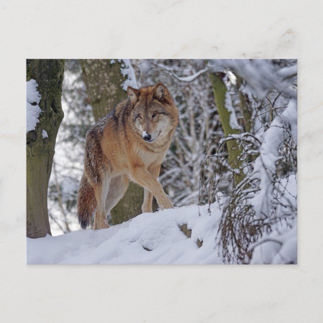 Postal Vintage Winter Wolf (Anverso)