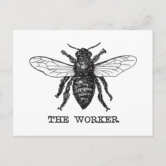 Postal Vintage Worker Bee Ilustracion Art (Anverso)