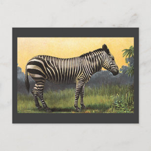 Postal Vintage Zebra in the African Savannah, animal salv