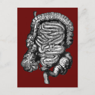 POSTAL VINTAJE DE DIAGRAMA DE INTESTINAS