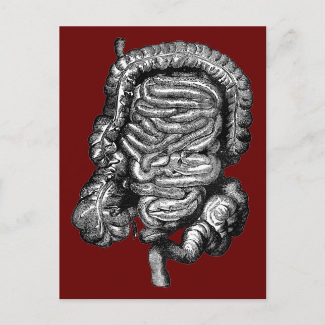 POSTAL VINTAJE DE DIAGRAMA DE INTESTINAS (Anverso)