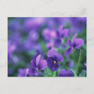Postal Viola