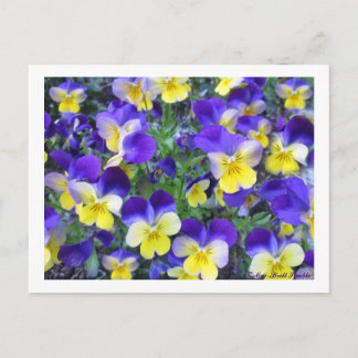 Postal Viola cornuta