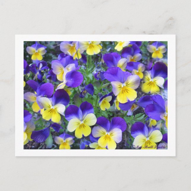 Postal Viola cornuta (Anverso)