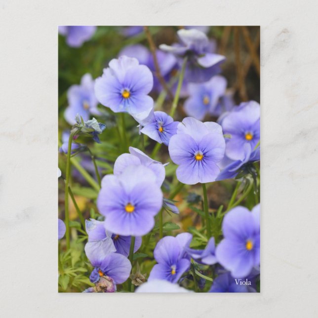 Postal Viola [postal] (Anverso)