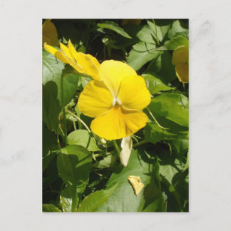 Postal Viola 'Suiza Gigante Amarillo'