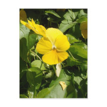 Viola 'Suiza Gigante Amarillo'