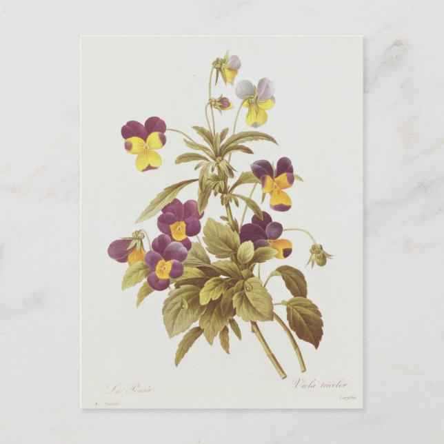 Postal Viola tricolor (Anverso)
