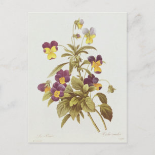 Postal Viola tricolor