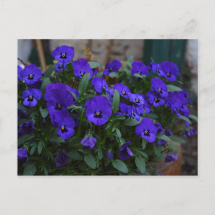 Postal Viola wittrockiana