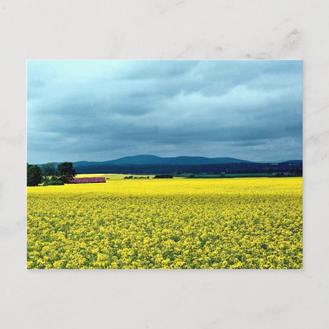 Postal Violación con semillas oleaginosas, Angus, Escocia (Anverso)