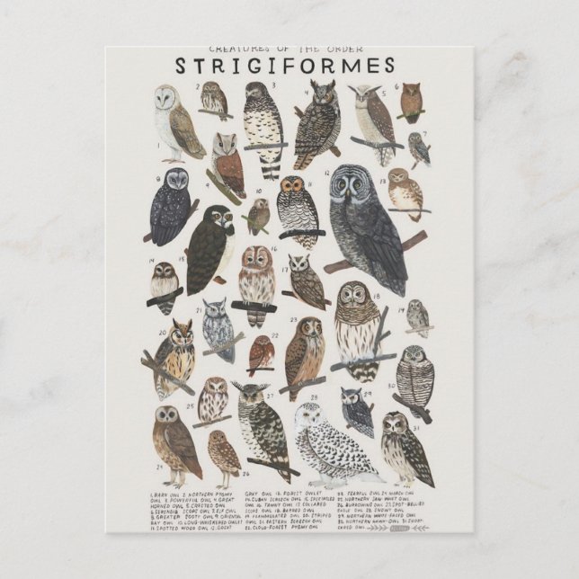 Postal Violaciones, chouettes nocturnas y hiboux (Anverso)