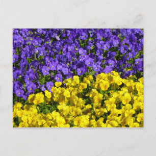 Postal Violas moradas y amarillas coloridas florales