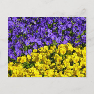 Postal Violas moradas y amarillas coloridas florales