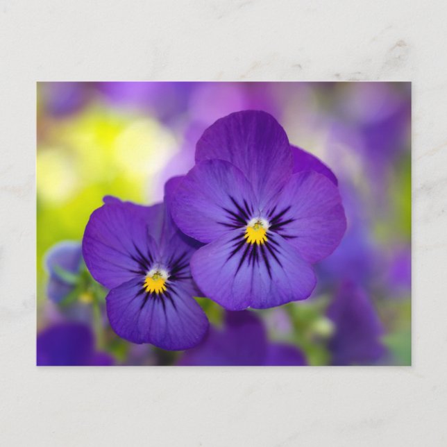Postal Violas púrpuras (Anverso)