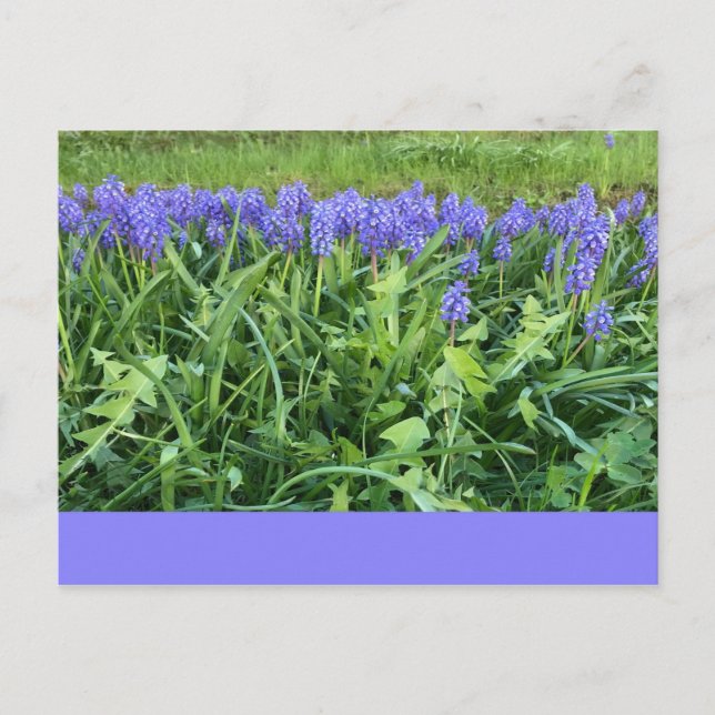 Postal Violet Bluebells - Herschberg, Alemania (Anverso)