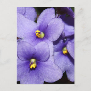 Postal Violet Boquet