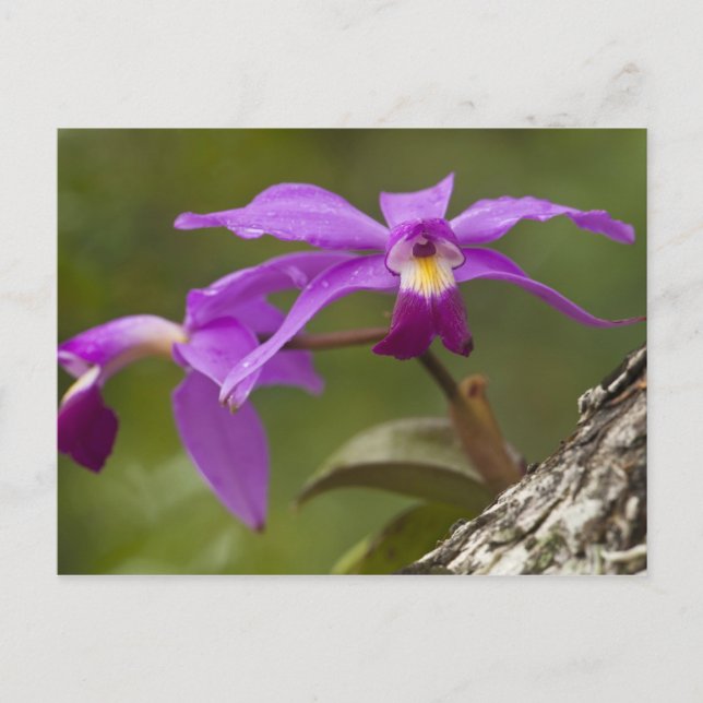 Postal Violet Cattleya Orchid Cattleya violacea) (Anverso)
