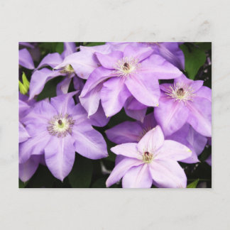 Postal Violet Clematis