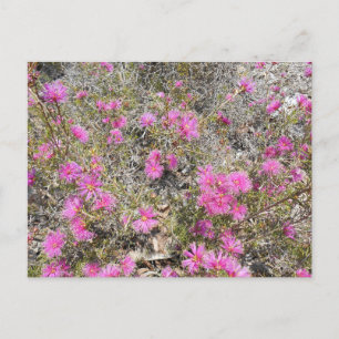 Postal Violet Rays La Postcarta De Flor De Bush