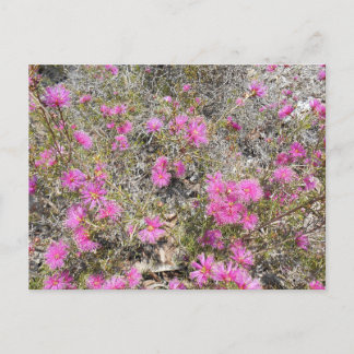 Postal Violet Rays La Postcarta De Flor De Bush