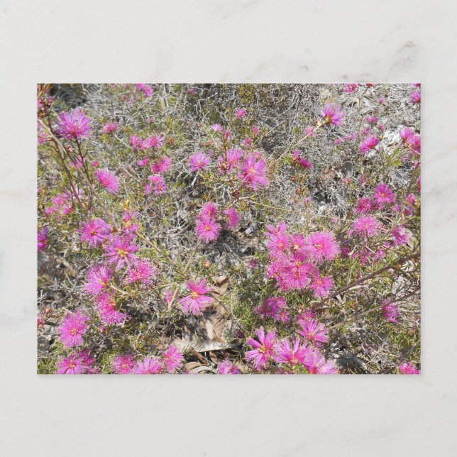 Postal Violet Rays La Postcarta De Flor De Bush (Anverso)
