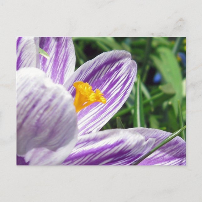 Postal Violet Spring Crocus (Anverso)