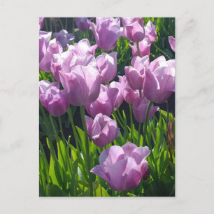 Postal Violet Tulips, Oregón