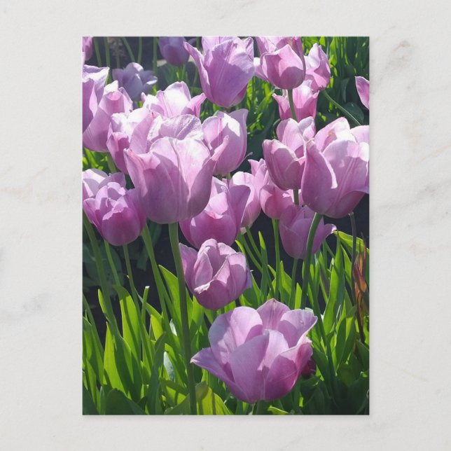 Postal Violet Tulips, Oregón (Anverso)