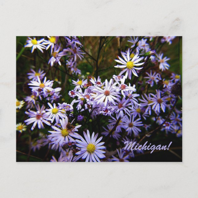 Postal Violet Wild Aster (Anverso)