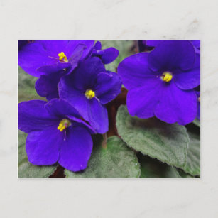 Postales Violetas Africanas - Tarjetas postales | Zazzle.es