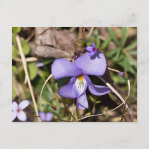 Postal Violeta de pie de pájaro con azulejos