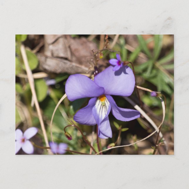 Postal Violeta de pie de pájaro con azulejos (Anverso)