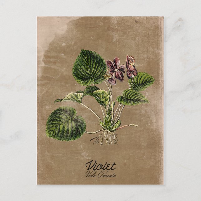 Postal violeta estilo vintage (Anverso)